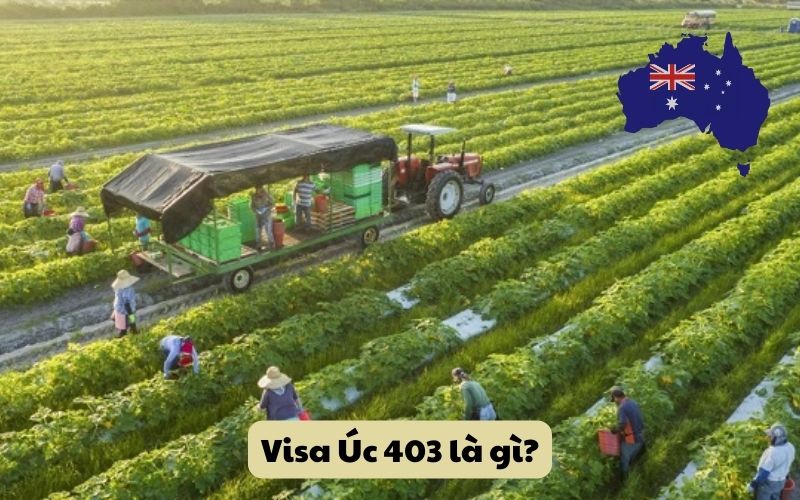 Visa Úc 403 là gì?