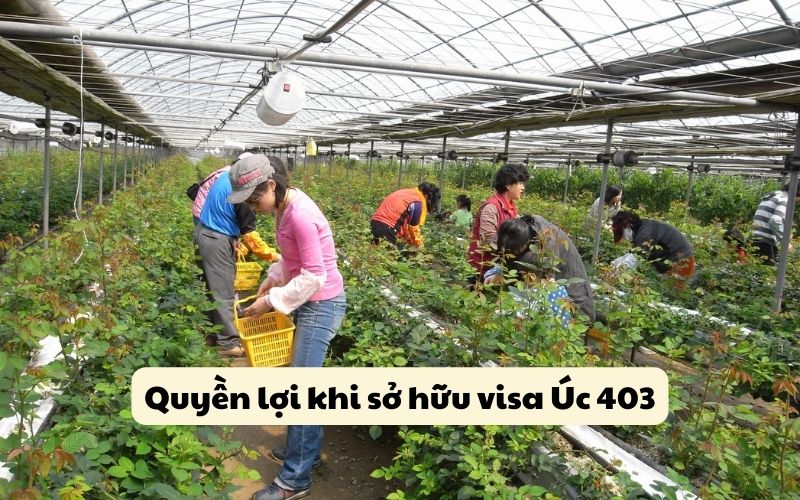 Quyền lợi khi sở hữu visa Úc 403